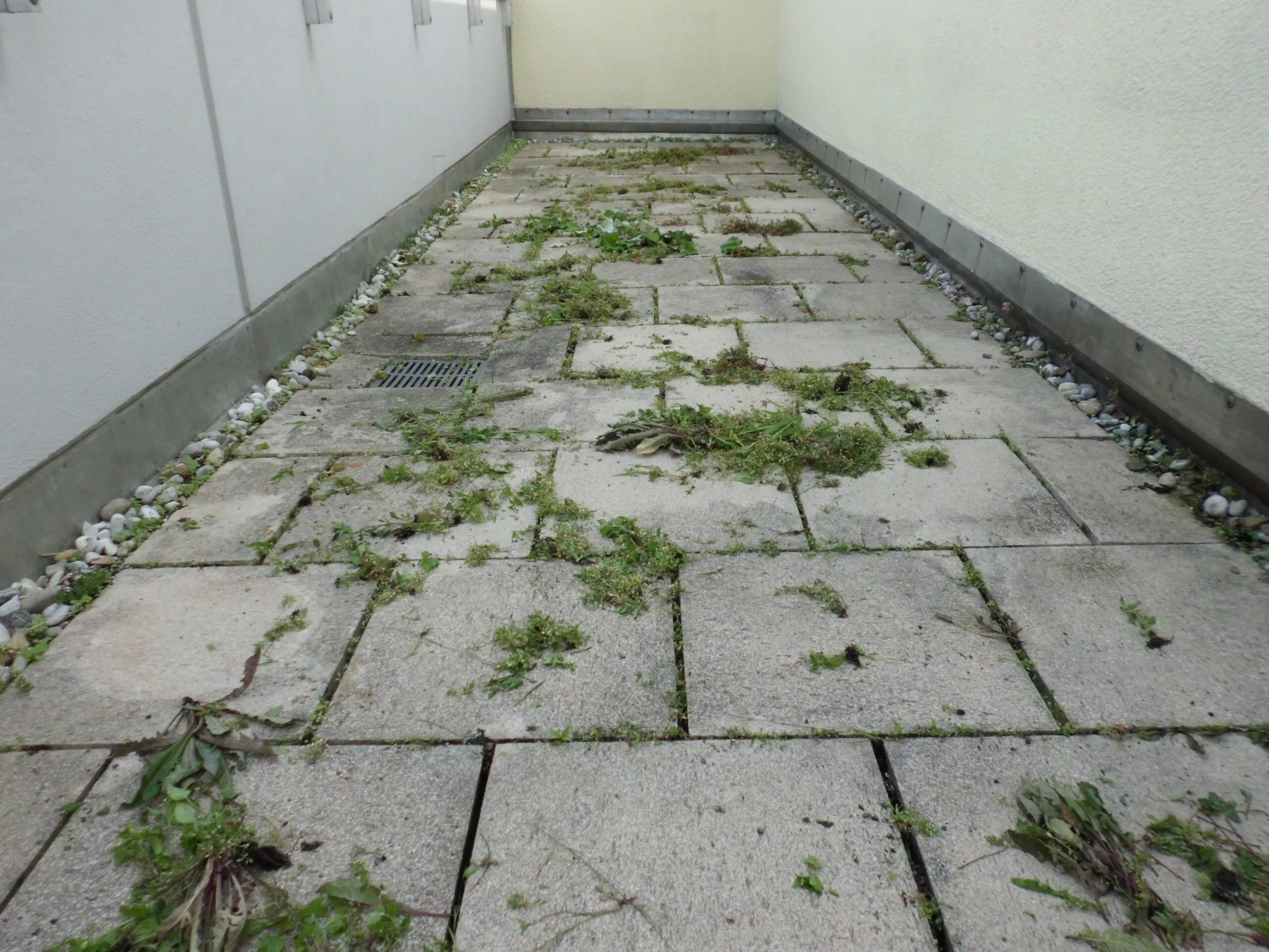 Betonplatten-Gang mit Unkraut in Fugen und am Rand vor der Unkrautvernichtung Betonplatten-Gang mit Unkraut in Fugen und am Rand vor der Unkrautvernichtung