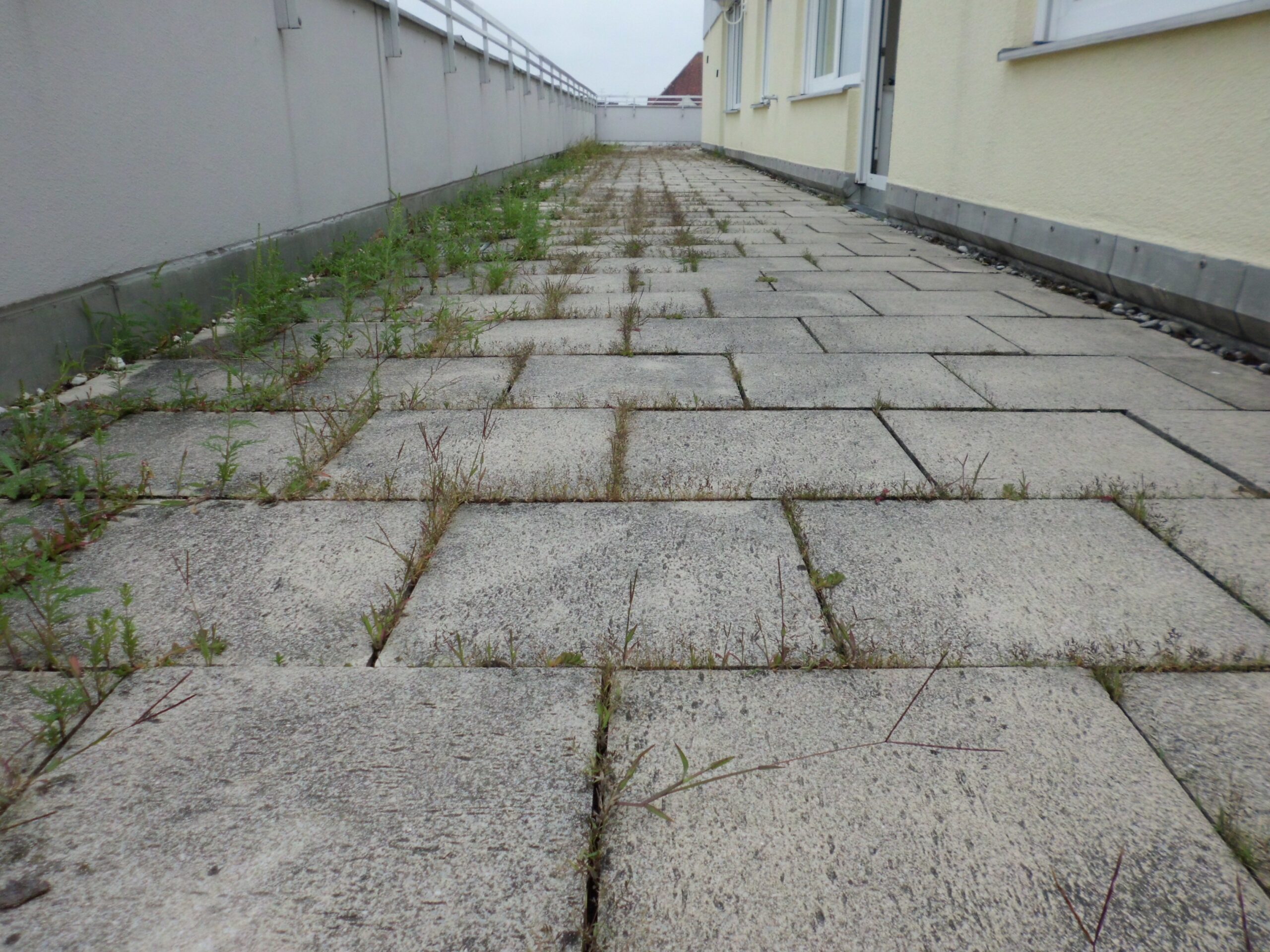 Terrassengang aus Betonplatten mit Unkraut in den Fugen vor der Unkrautvernichtung Terrassengang aus Betonplatten mit Unkraut in den Fugen vor der Unkrautvernichtung