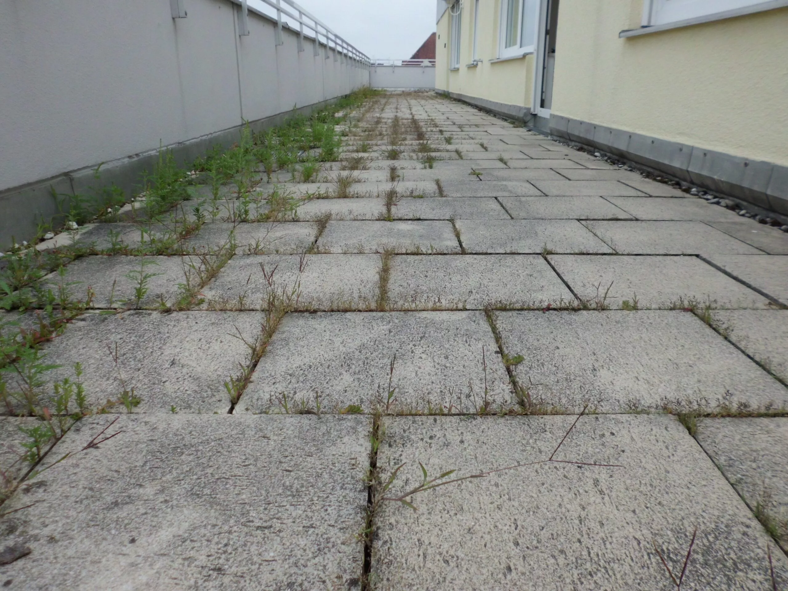 Terrassengang aus Betonplatten mit Unkraut in den Fugen vor der Unkrautvernichtung Terrassengang aus Betonplatten mit Unkraut in den Fugen vor der Unkrautvernichtung
